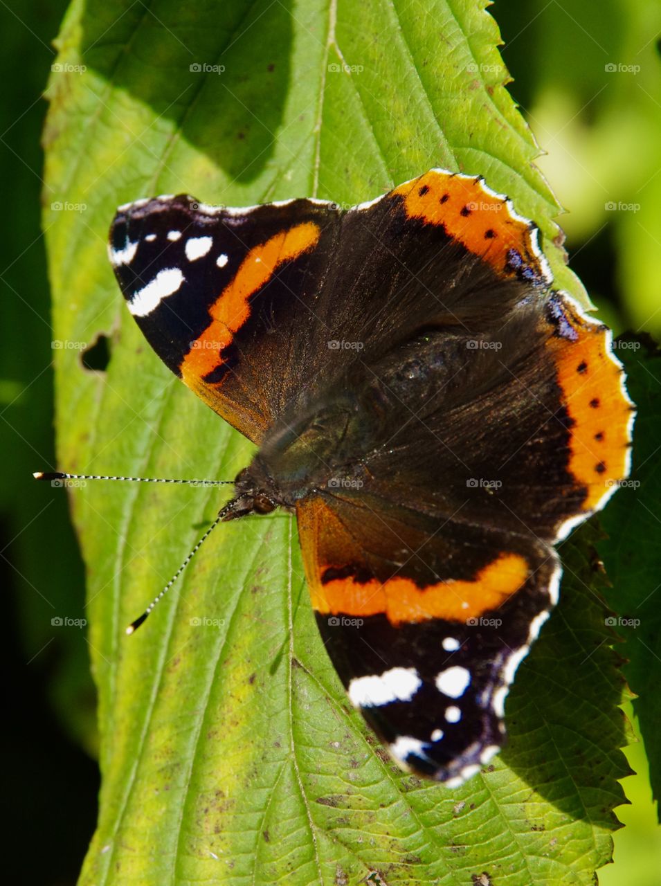 Exterior daylight.  Uley, UK.  Closeup.  A red admiral butterfly sits atop a green leaf and spreads its wings to the sun.