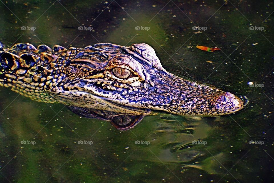 Alligator
