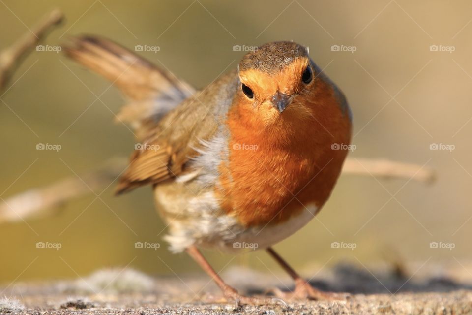 Robin
