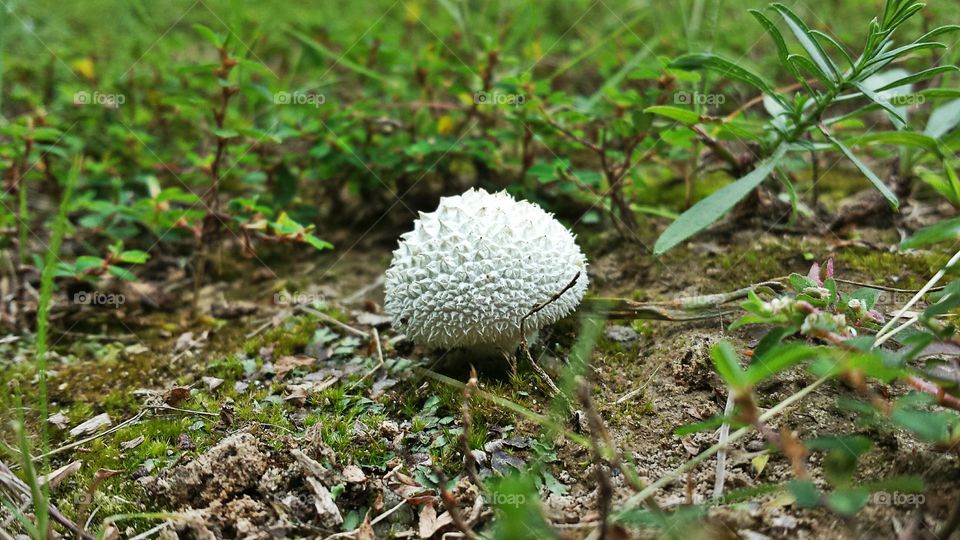 Mushroom. Peeling puffball