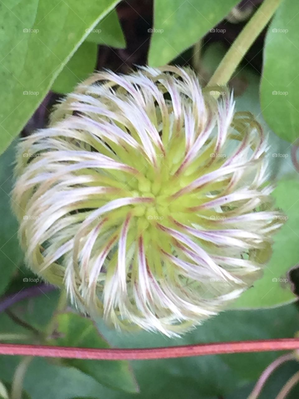Cool flower structure 
This is a clematis flower that has gone to seed