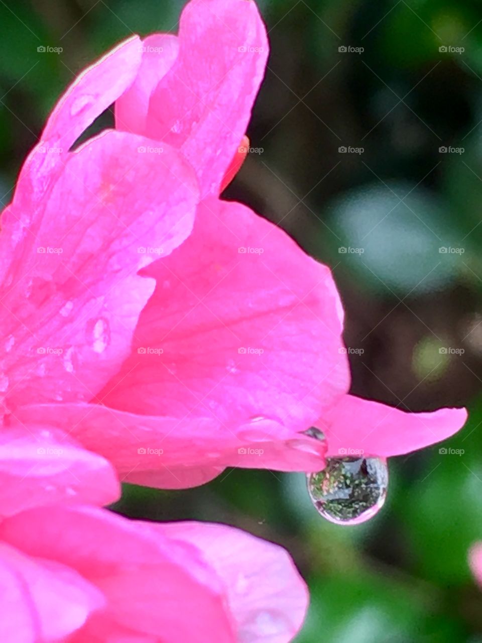 Raindrop reflection on the edge of azaleas’ blooms