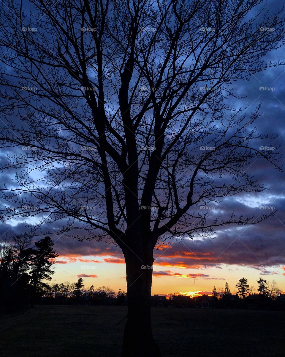 Sunset tree