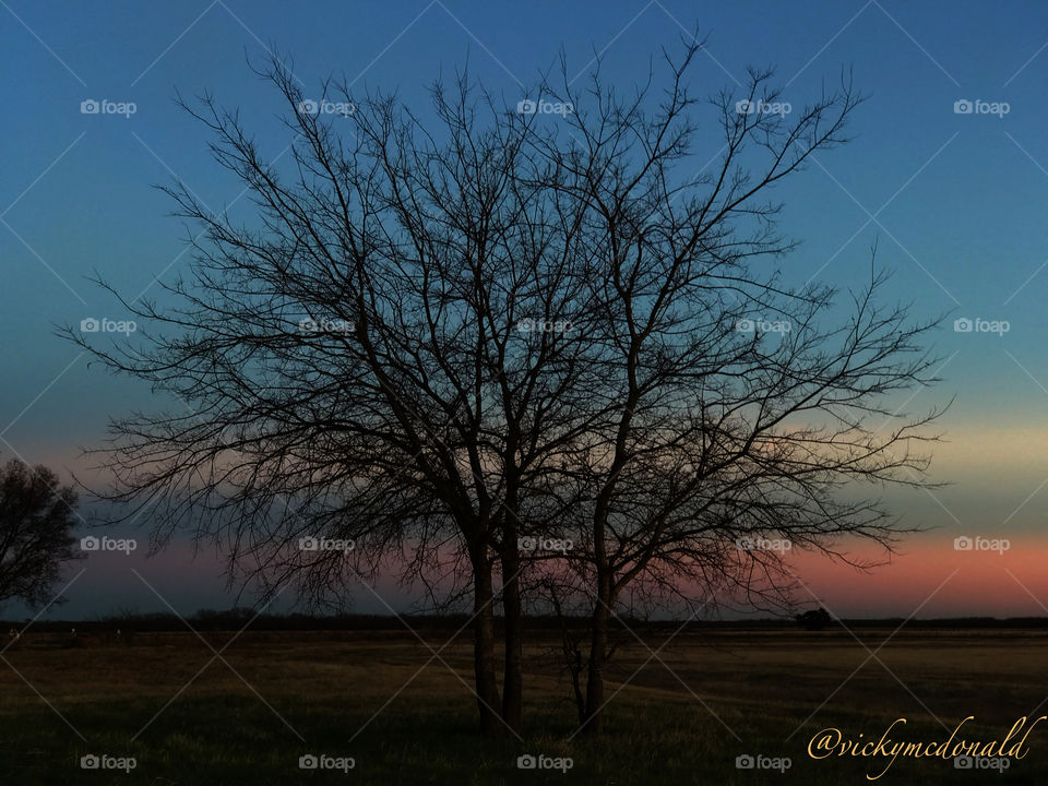 Dark sunset tree