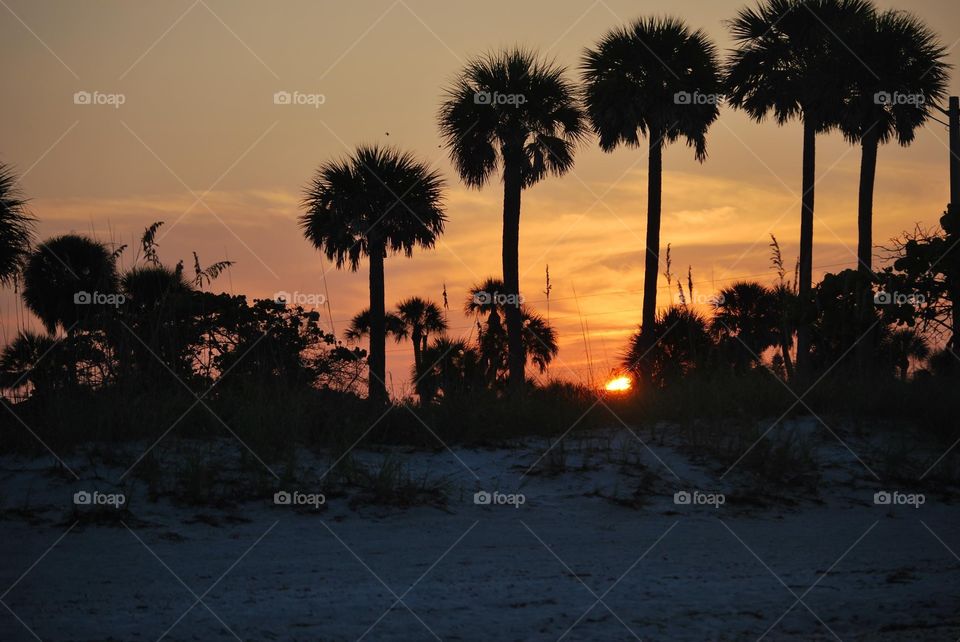 Sunrise through the palm trees