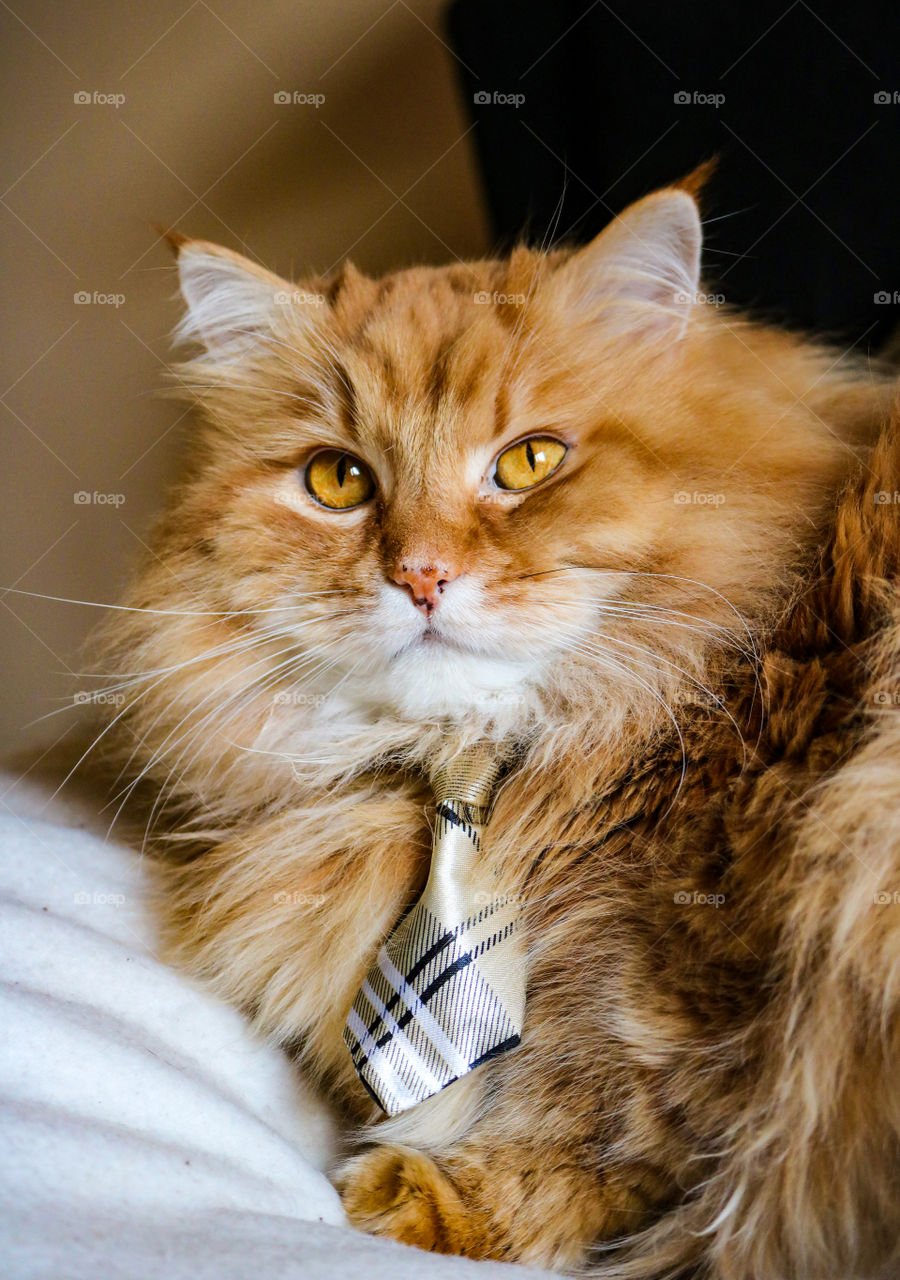 Portrait of a fluffy, ginger cat wearing tie