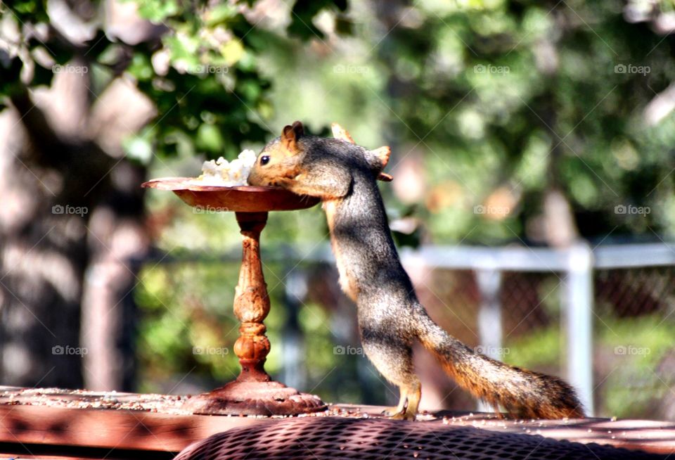 Close-up of squirrel eating popcorn