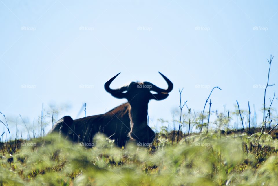Wildebeest 