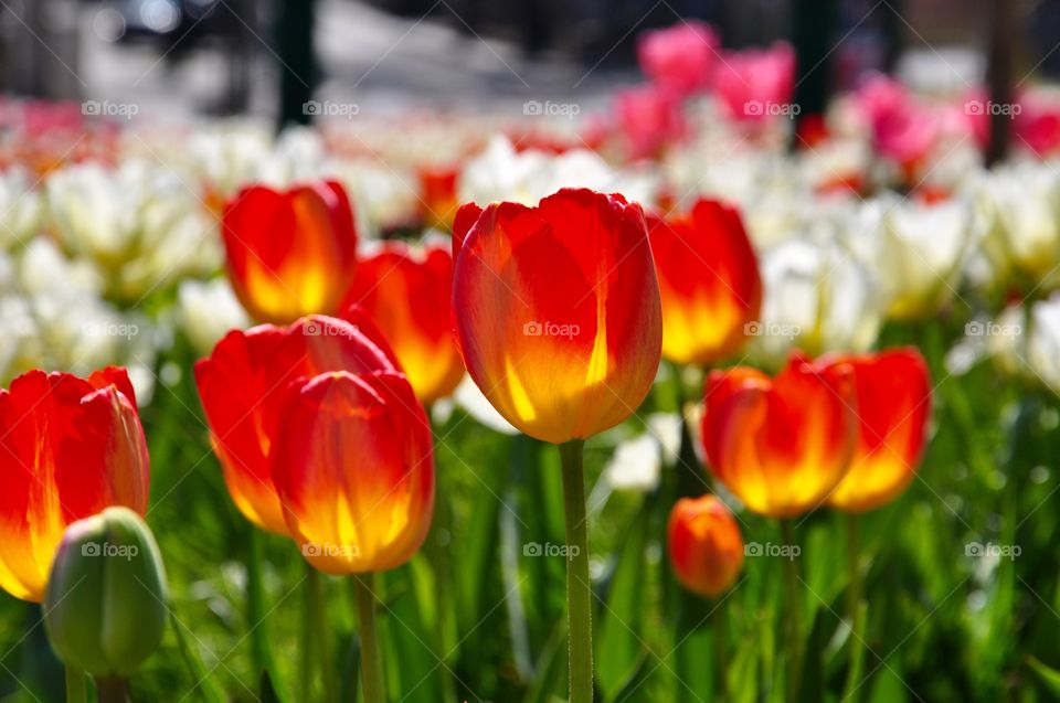 Tulip, Nature, Garden, Flower, No Person