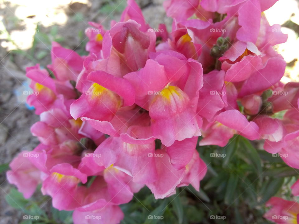 beautiful flowers