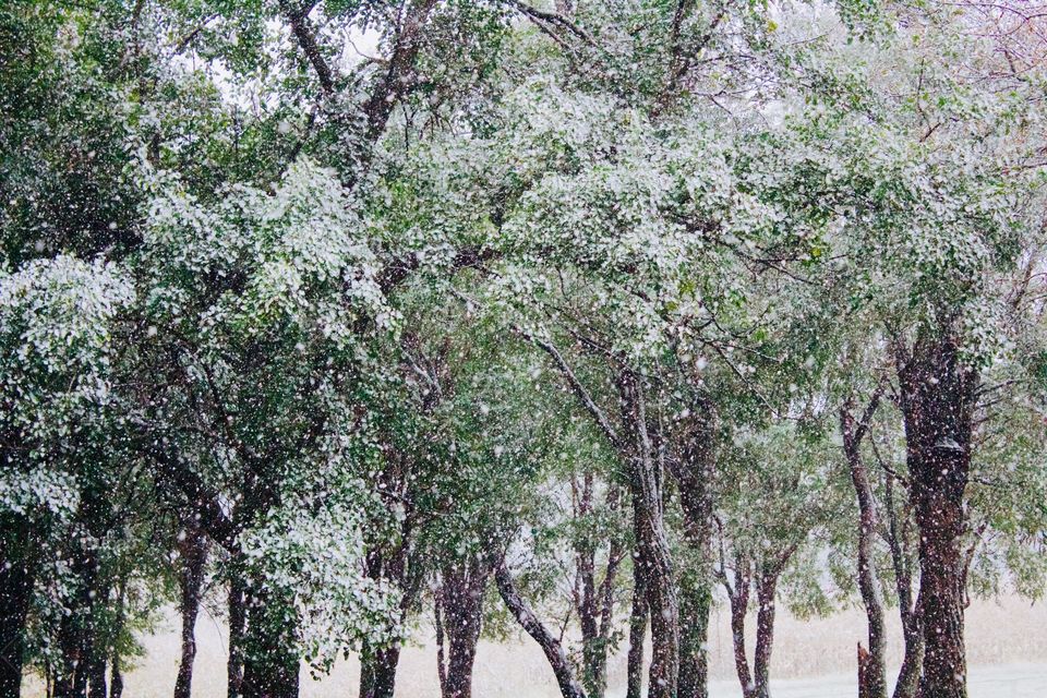 First snowfall of the season against a backdrop of large, leafy trees in a grove 