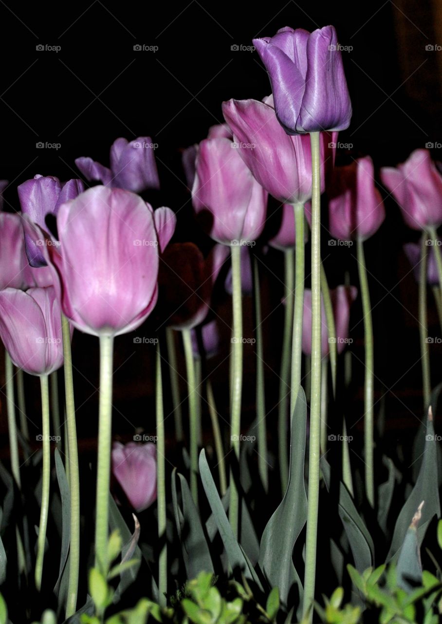 purple tulips