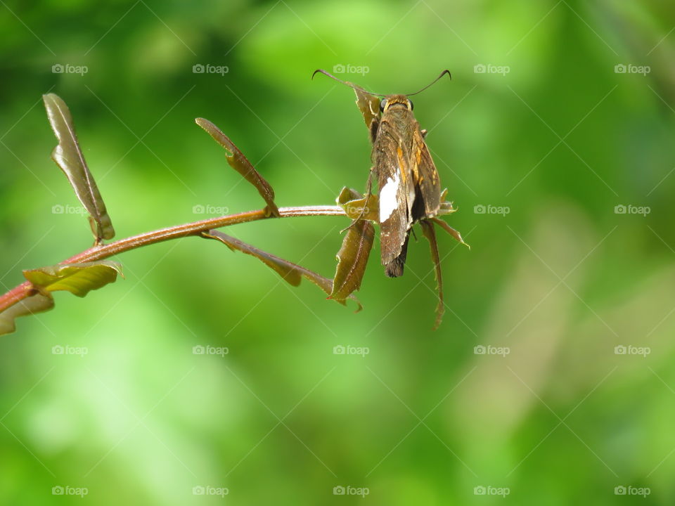 Rearview of silver-spotted skipper