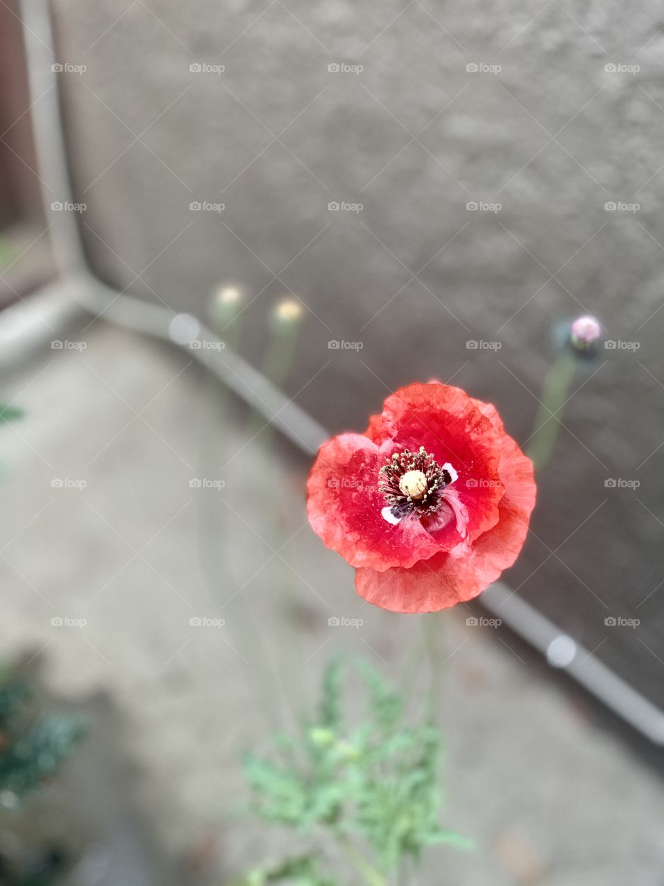Portrait shot of a red flower 