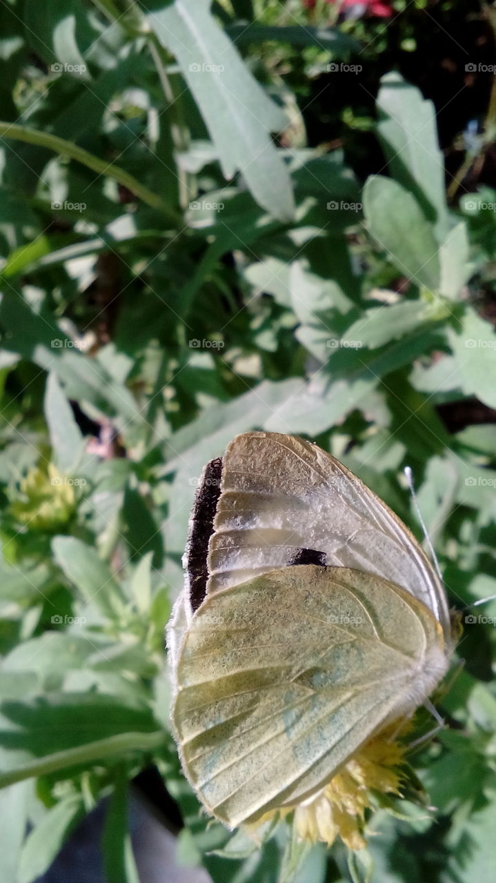 Butterfly. Butterfly is on the flower