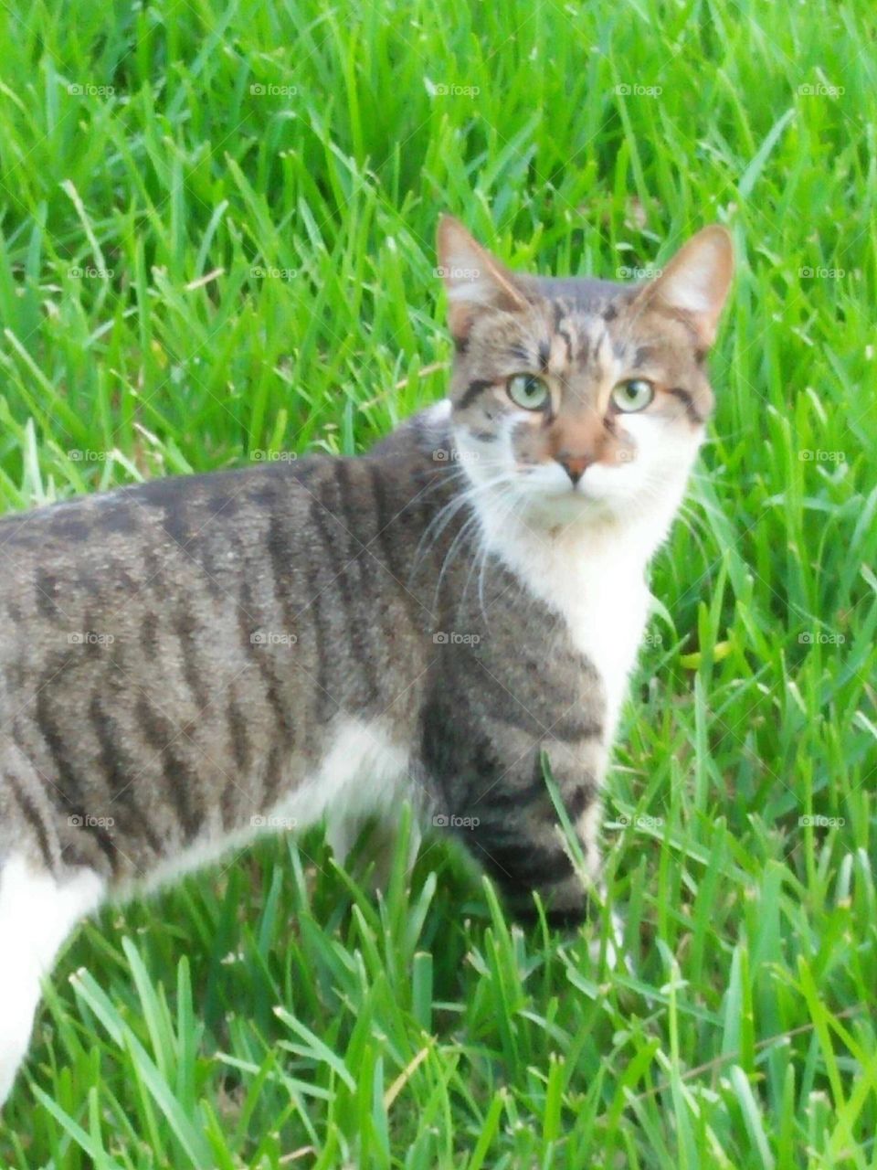 Beautiful cat looking at camera.