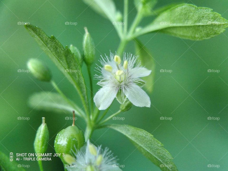 tiny flower