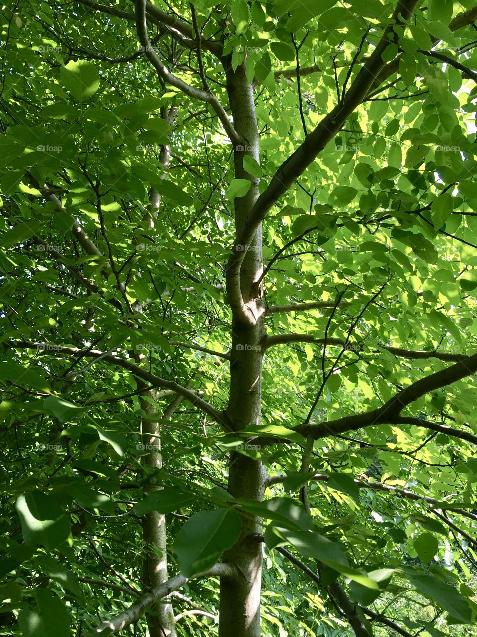 Walnut tree seen from the inside of its foliage