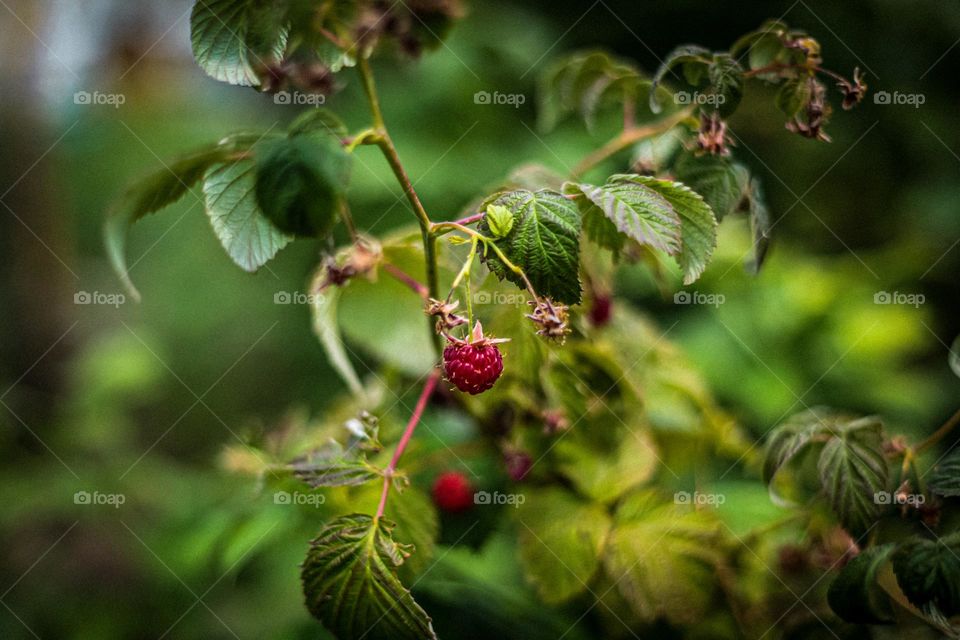 juicy raspberry