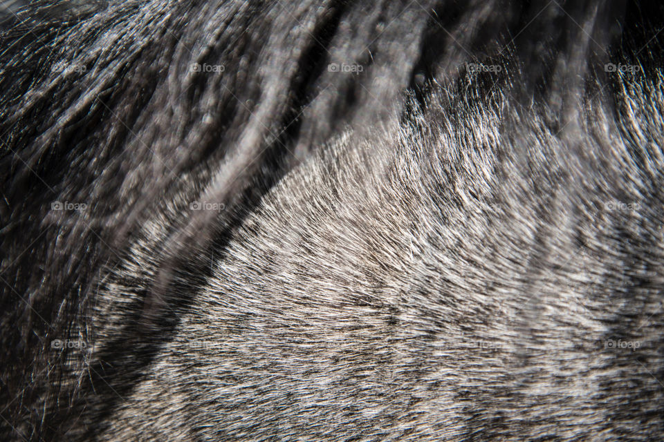 Mammal texture