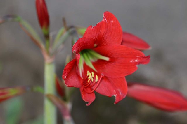 red flower