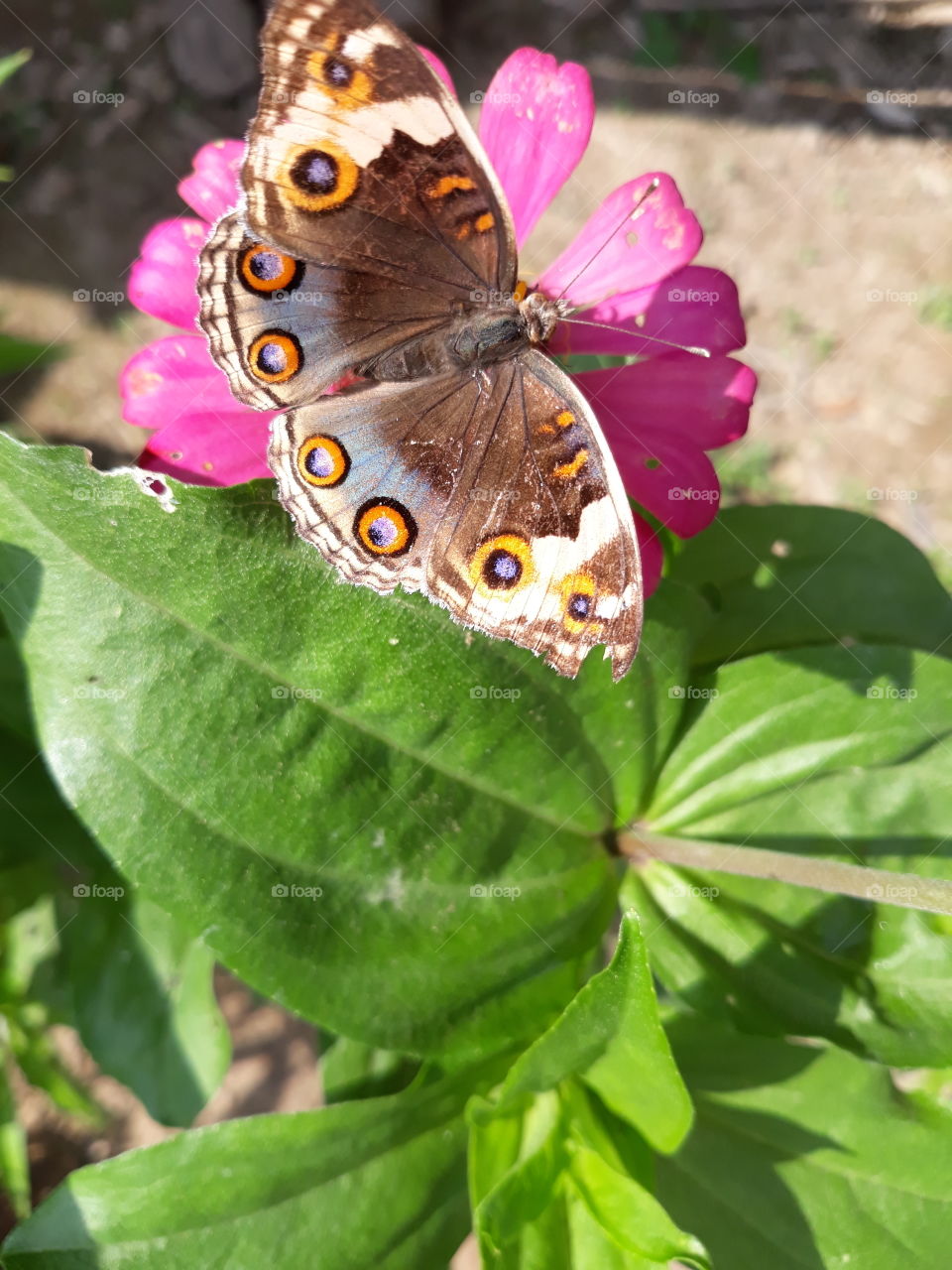 broken wings butterfly