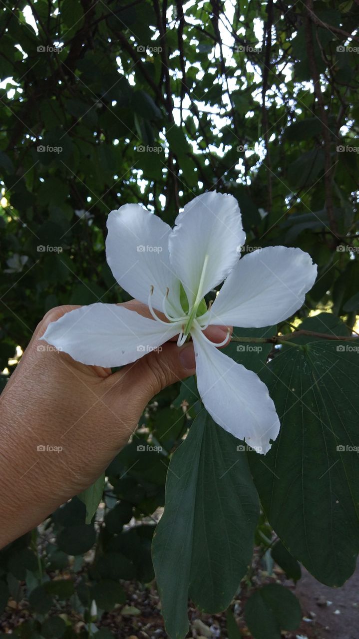 flor branca