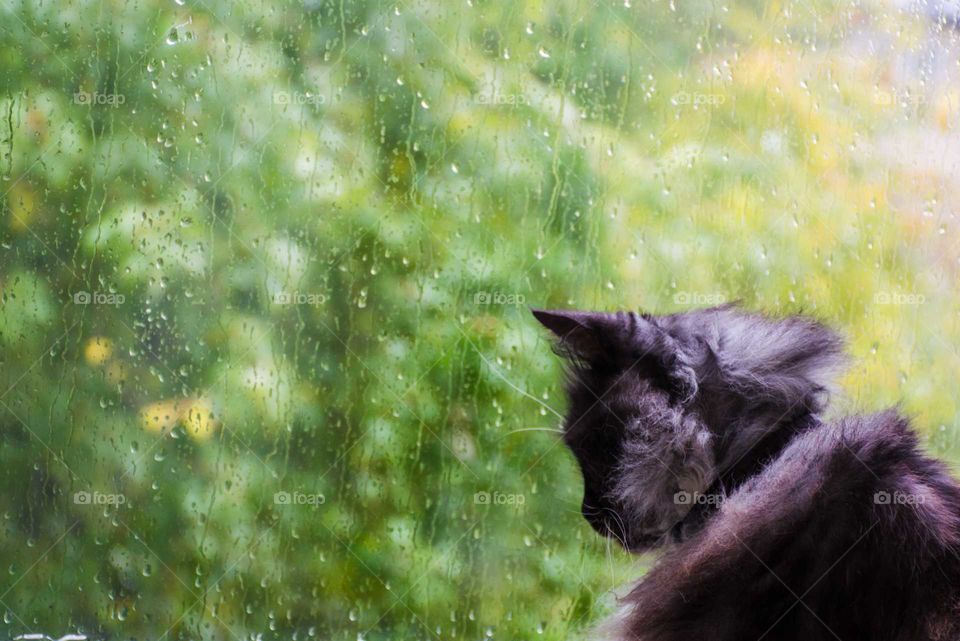 black and white cat near the window in the autumn season