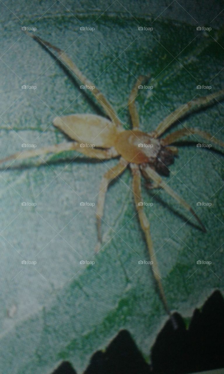 Sac spider are   responsible  for about  75 per cent of all spiders  in South Africa