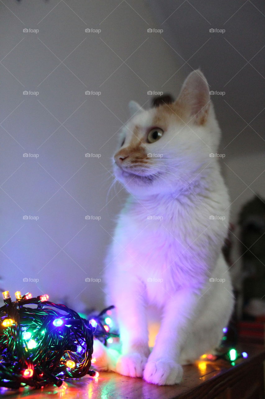 Cat with christmas light