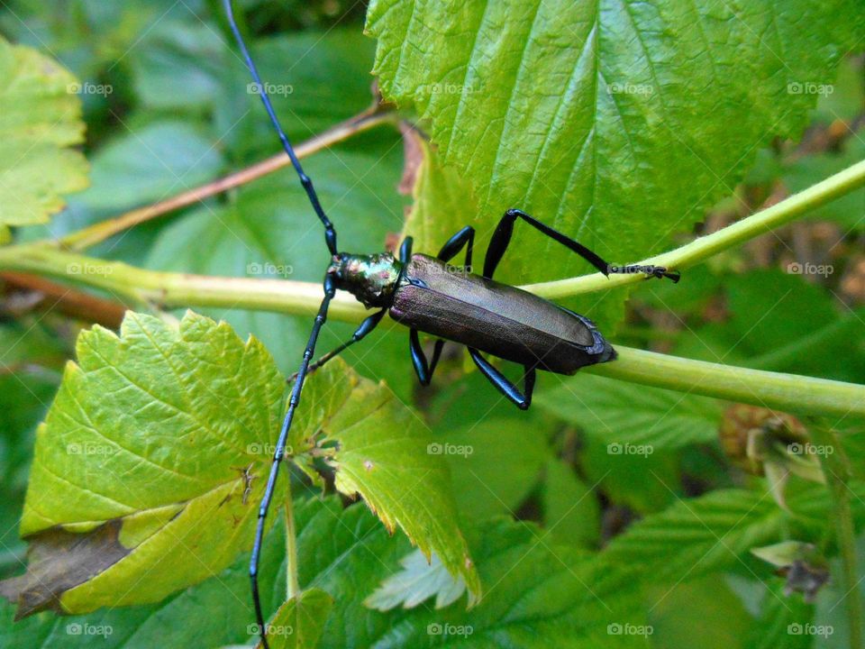 beautiful beetle close up on a green leaves