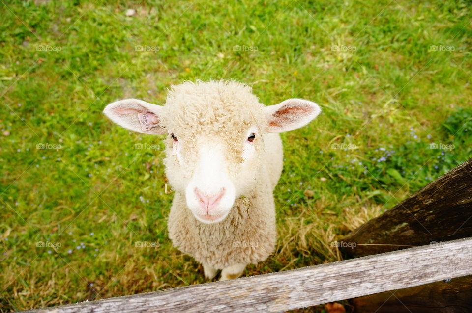 Cutest l'il lamb