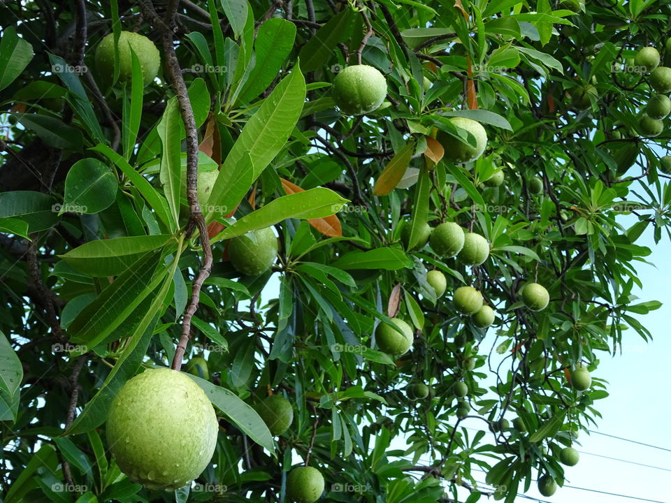 pong pong tree (ต้นตีนเป็ดน้ำ)