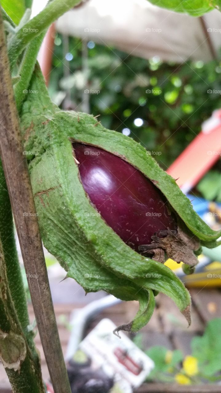 egg-plant