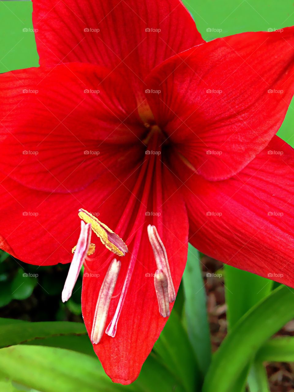 Red lily 