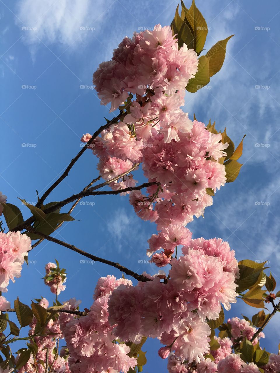 Kwanzan Japanese Ornamental Cherry