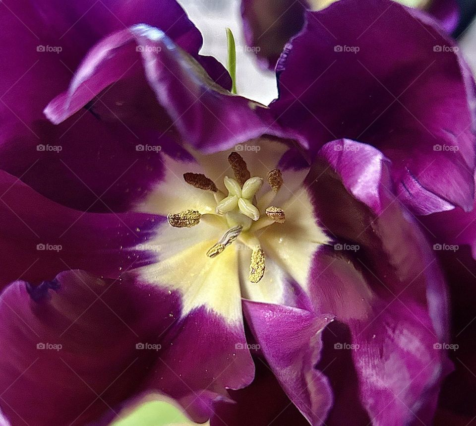 A photo of a purple tulip with a yellow center. 