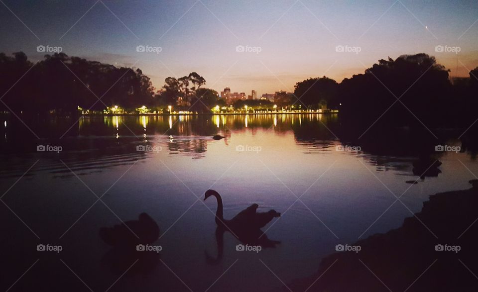 Swan Song. at: Ibirapuera Park, Sao Paulo, Brazil