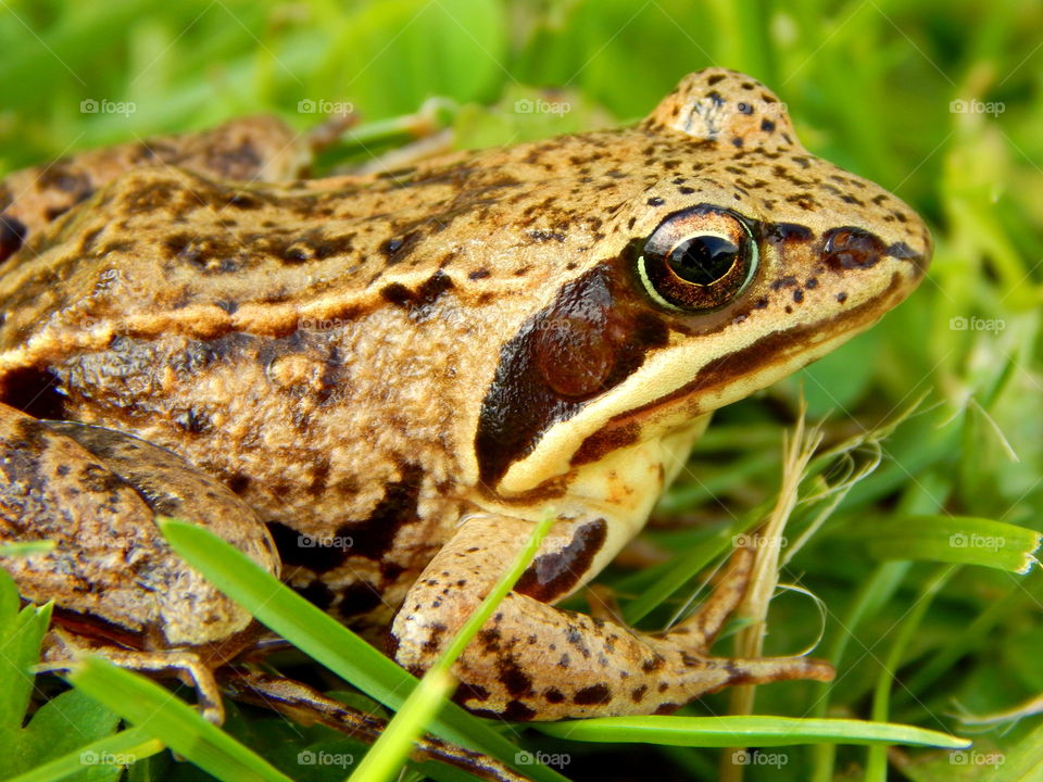 Frog sitting on the green grass