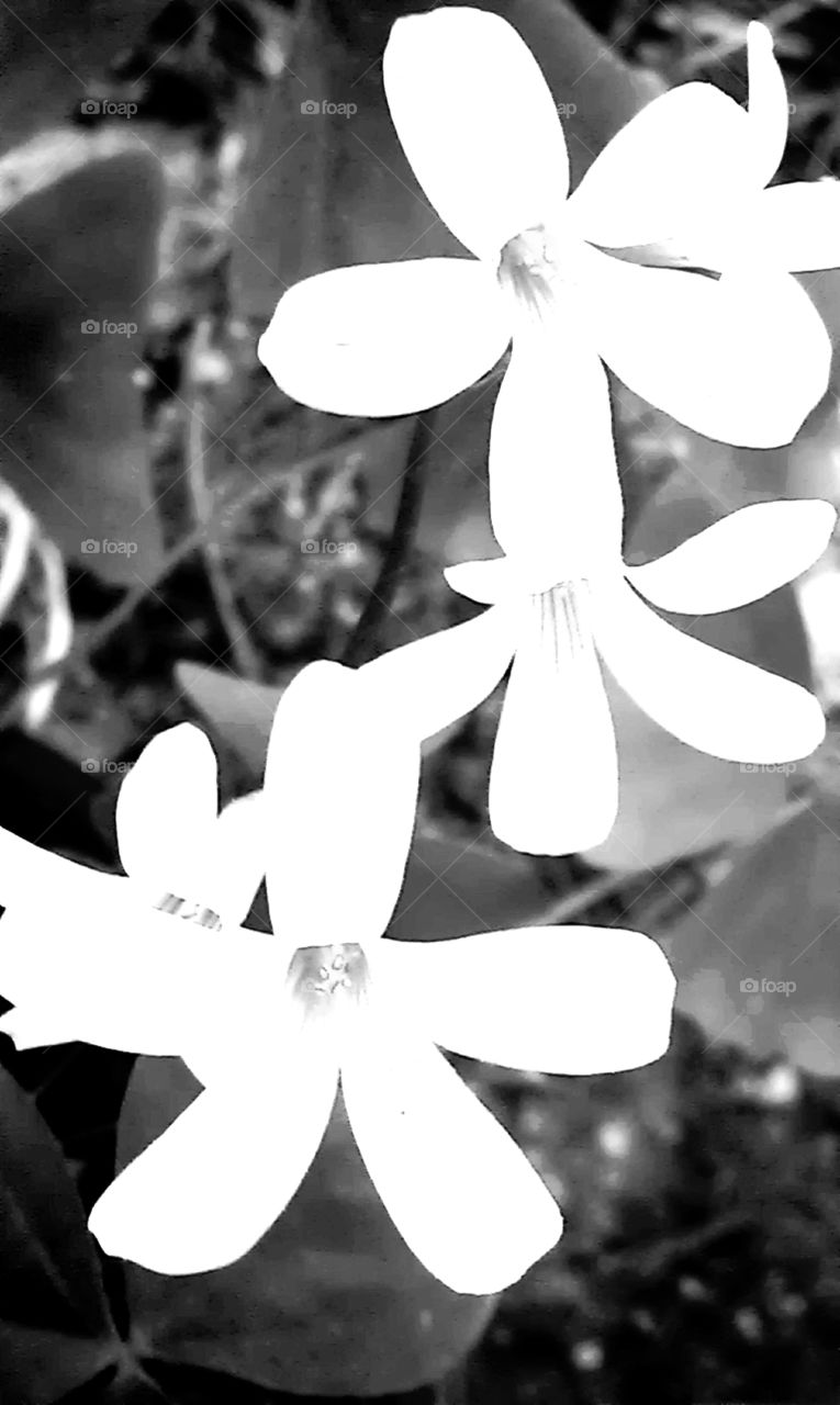 Delicate white flowers against dark background.