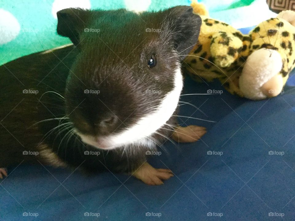 Curious and sweet guinea piglet baby 