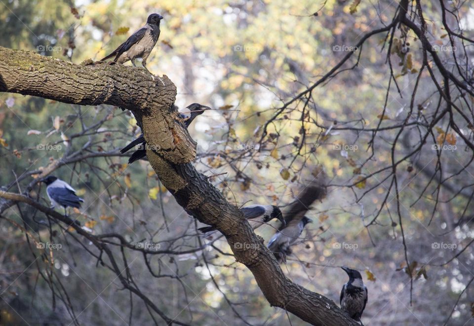 Birds on the branch