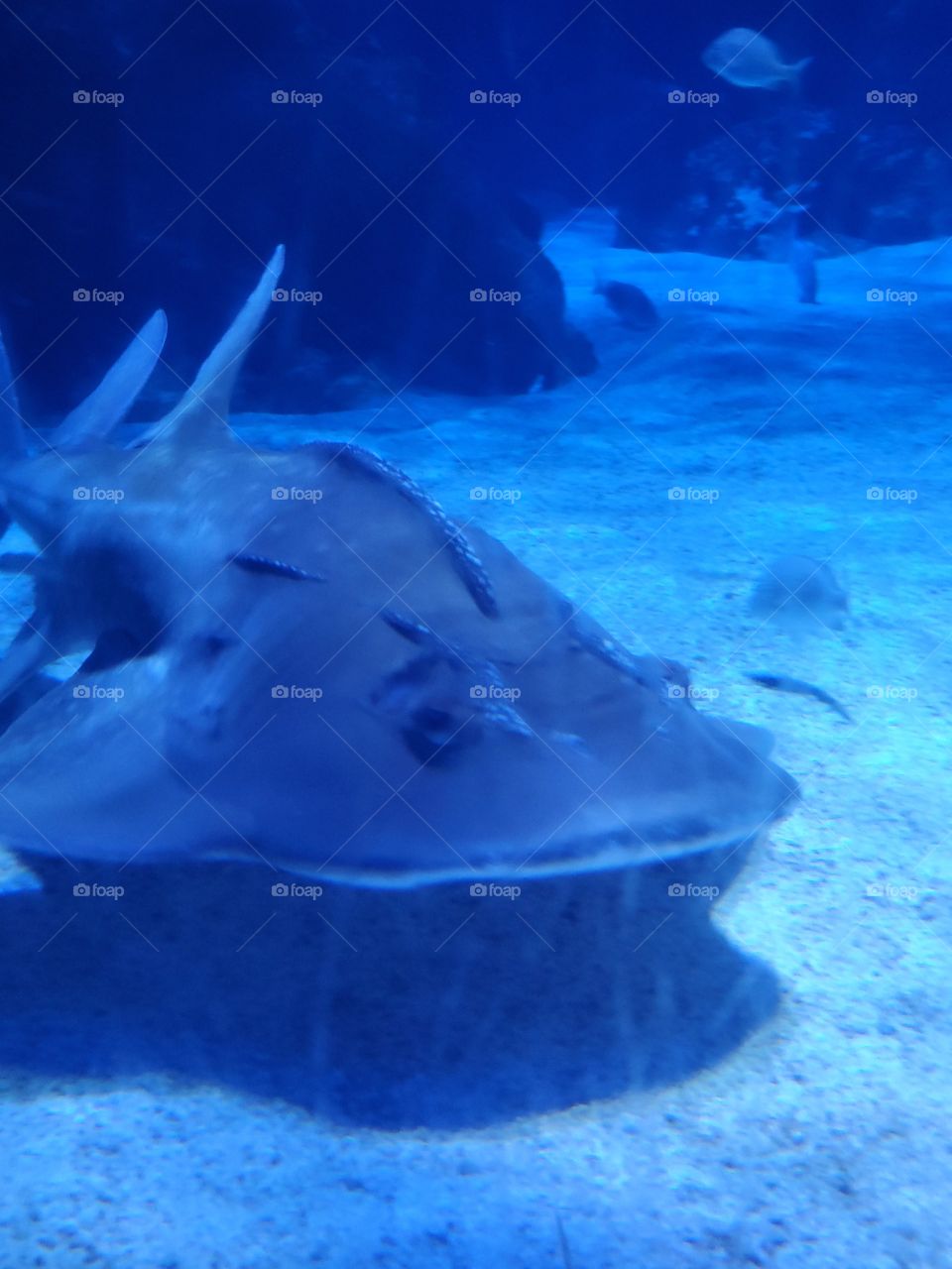 Sweetheart at the Newport Aquarium