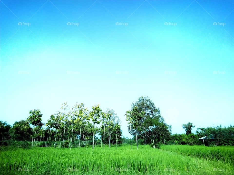 tree,sky,field,landscape