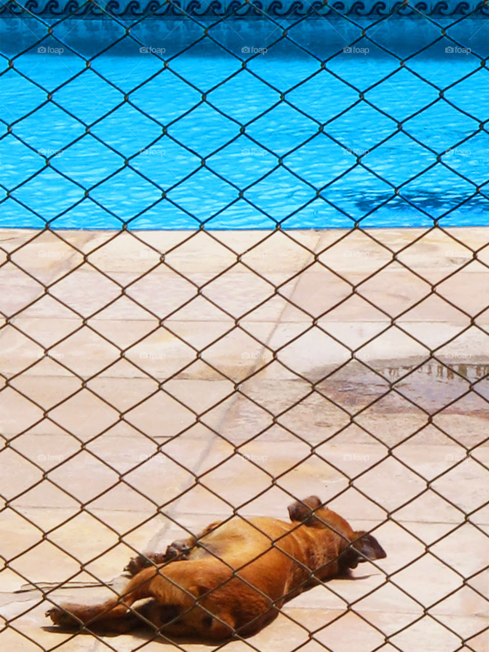 Dog sunbathing near pool