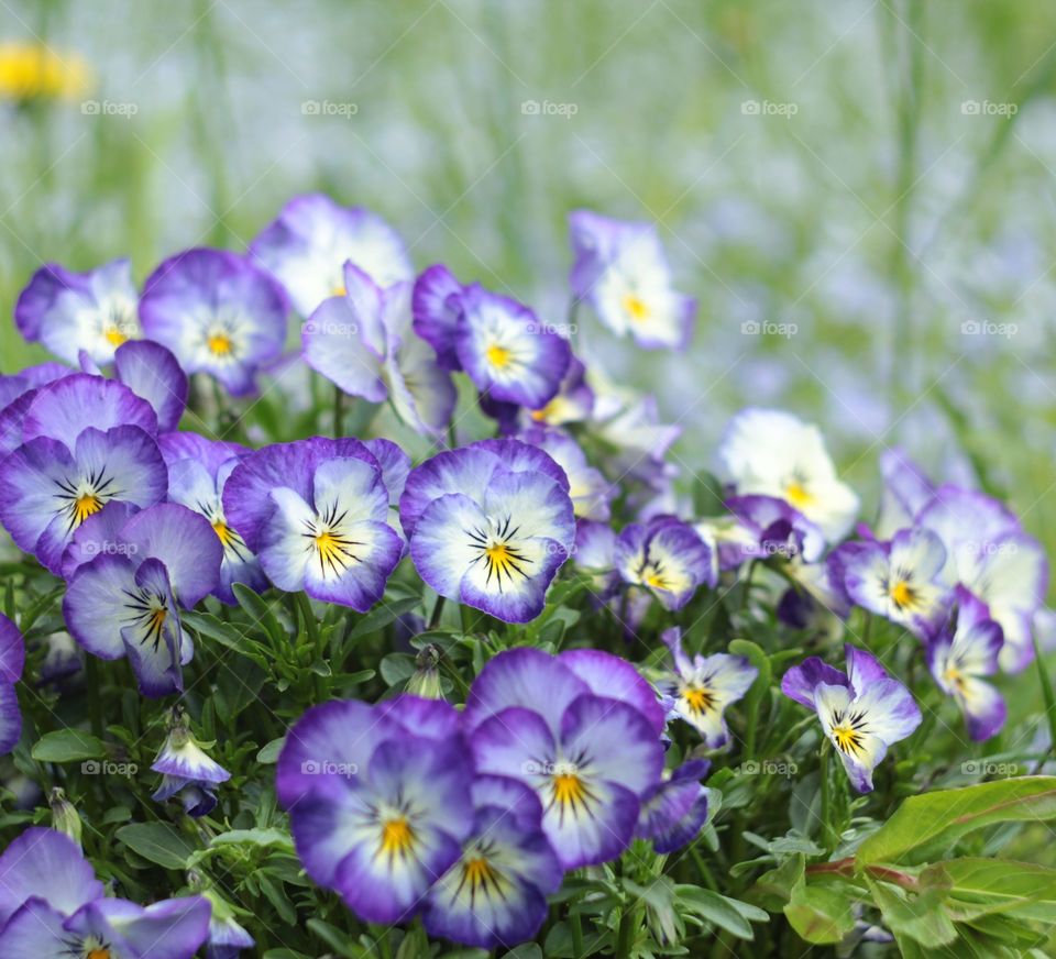 Beautiful flowers in the garden 