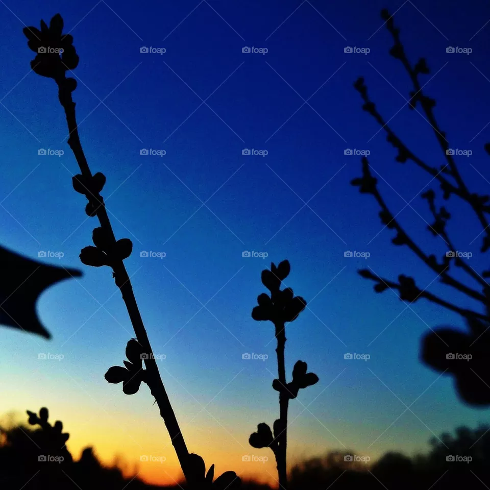 Tiny Buds