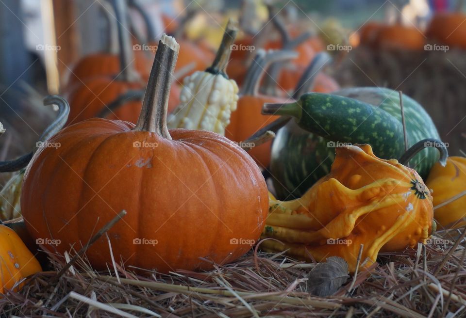 Pumpkin and gourd on hay