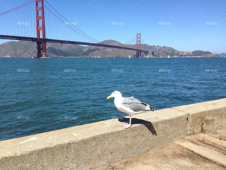 Bird & Golden Gate Bridge. A bird with the Golden Gate Bridge in the background on a sunny San Francisco day