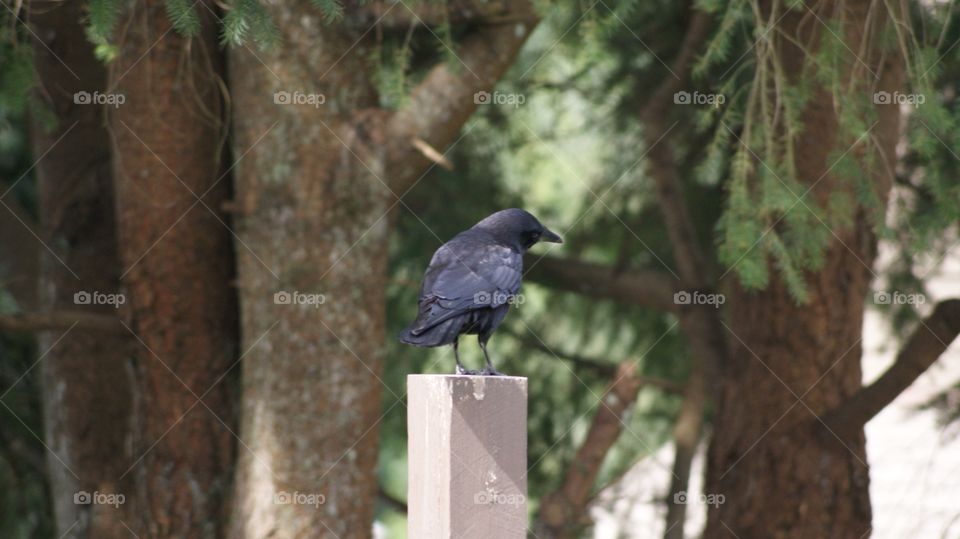 confused crow. perched outside